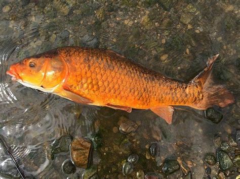 鯉|コイの特徴・見分け方 ｜ 写真から探せる魚図